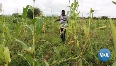 Kenyan Farmers Hit by Worst Locust Swarms in 70 Years