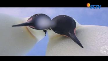Ketika Penguin Selfie - Liputan6 Siang