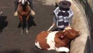Kasian sapi hampir semaput di Rodeo ala Chileno