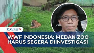4 Harimau di Medan Zoo Mati Dalam 3 Bulan, WWF Indonesia: Kondisi Darurat Harus Segera Ditangani