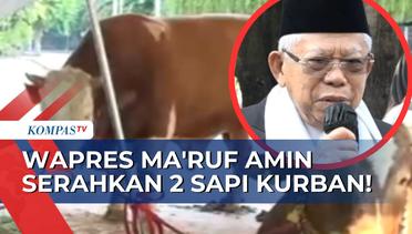 Lebih dari 1 Ton, Wakil Presiden Ma'ruf Amin Serahkan 2 Sapi Kurban pada Masjid Istiqlal Jakarta!