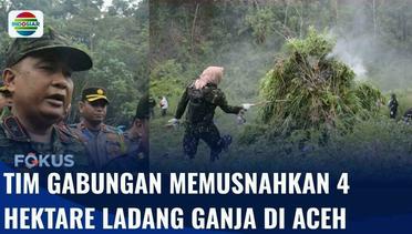 4 Hektare Ladang Ganja di Aceh Dimusnahkan Tim Gabungan setelah 3 Jam Berjalan Kaki | Fokus