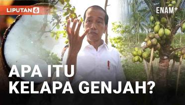 Langkah Jokowi Atasi Krisis Pangan, Apa Itu Kelapa Genjah?