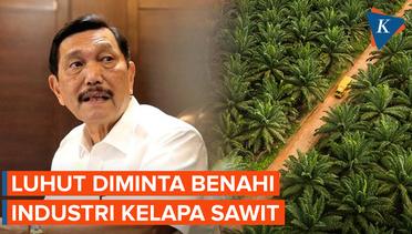 Luhut Didorong Benahi Industri Kelapa Sawit Indonesia