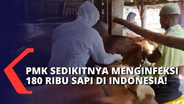 Menteri Pertanian, Syarul Yasin Limpo Sebut Sedikitnya 180 Ribu Sapi di 19 Provinsi Terinfeksi PMK!