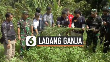 Ladang Ganja Seluas 2 Hektare Ditemukan di Perbatasan Papua