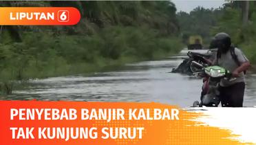 Banjir Kalbar Tak Surut Sebulan, Presiden: Ada Kerusakan di Hulu Sungai Kapuas | Liputan 6
