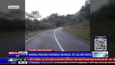 Viral! Harimau Sumatera Terlihat di Jalan Raya Solok