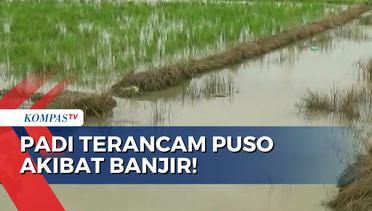 Ratusan Hektare Sawah Terendam Banjir, Padi Terancam Puso!