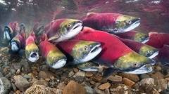 Lihat ikan salmon yang sedang bermigrasi penuhi sungai yang tidak terjama oleh manusia. Wow Luar Biasa.