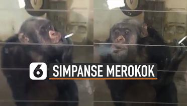 Duh, Simpanse Hisap Rokok Pemberian Pengunjung