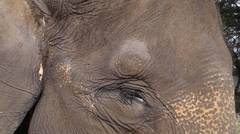 Selamat Pagi Gajah Berbulu Mata Lentik