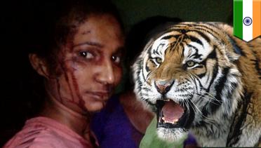 Manusia VS Harimau: wanita India lawan harimau dengan tongkat - TomoNews
