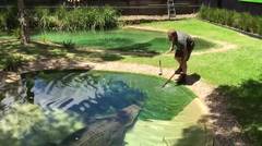 The meal time for Elvis the crocodile ... Beautiful beast