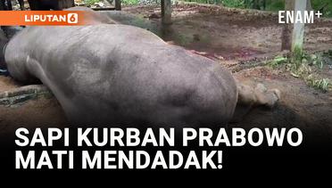 Sapi Kurban Prabowo Mati Mendadak, Diduga Keracunan!