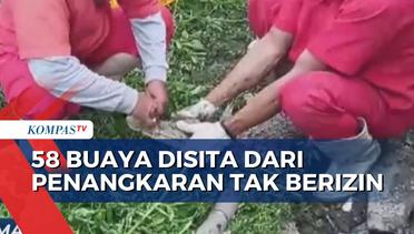 58 Buaya Disita dari Penangkaran Ilegal di Palembang, 3 Pemilik Ditangkap!