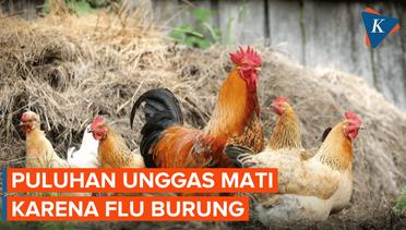 Teror Virus Flu Burung Muncul di Cimahi, Belasan Unggas Mati Mendadak