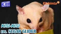 [KISI-KISI] Budidaya Sugar Glider bersama Nocturnal Project Sugar Glider