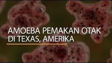 Amoeba Pemakan Otak di Texas, Amerika