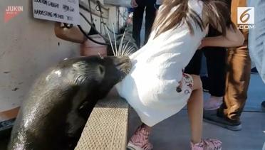 Seekor Singa Laut Serang Gadis Kecil Hingga Nyaris Tenggelam