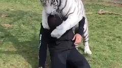 Harimau Yang Sayang Seorang Pria