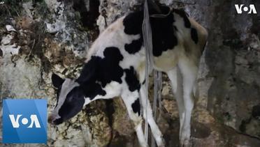Syria Rescue Workers Save Cow Stuck in Dried Up Well