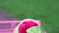 Babby Alien Watermelon