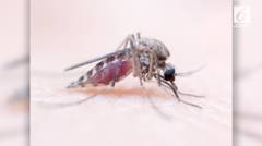 Penampakan Close-up saat Nyamuk Sedot Darah Manusia