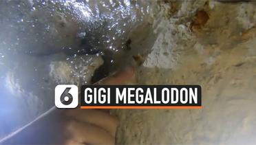 Gigi Hiu Purba Raksasa Ditemukan di Laut Meksiko
