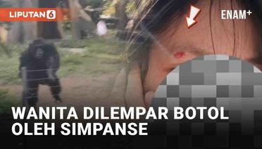 Duh, Wanita Dilempar Botol oleh Simpanse Sampai Terluka