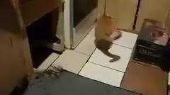 Kucing Lari dikejar Tikus 