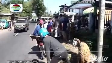 Pedagang Berjualan Di Pinggir Jalan Akibat Pasar Hewan DItutup