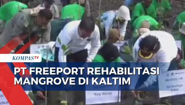 Hari Lingkungan Hidup Sedunia, PT Freeport Indonesia Rehabilitasi Hutan Mangrove di Kaltim!