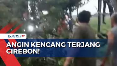 Angin Kencang di Cirebon, Pohon Besar Tumbang dan Tutup Akses Jalur Pantura Jawa-Jakarta!