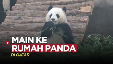 Berkunjung ke Rumah Panda, Opsi Liburan di Qatar Selama Piala Dunia 2022