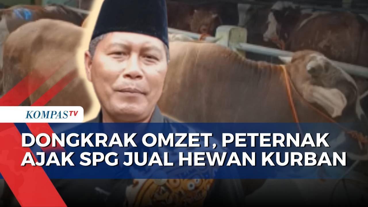 Manfaatkan SPG Jelang Idul Adha, Penjualan Sapi Kurban di Yogyakarta ...
