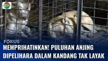 Sidak Pengepul Anjing di Subang, Puluhan Anjing Dipelihara dalam Kandang Tak Layak | Fokus