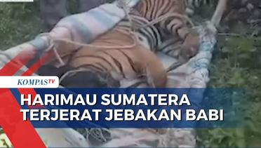 Proses Penyelamatan Harimau Sumatera yang Terjerat Jebakan Babi di Perkebunan Warga