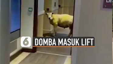Kocak, Domba Ingin Masuk Lift Hotel