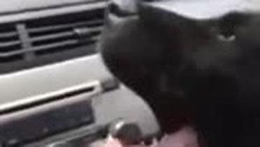 Lucunya Anak Anjing Mendinginkan Diri Depan AC Mobil