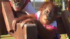 Orangutan Aja Mesra Masa Kamu Enggak