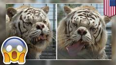 Harimau terjelek di dunia: mengapa harimau putih tidak seharusnya dibiakkan - TomoNews