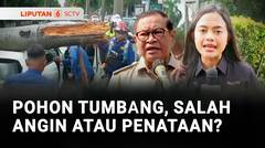 Pohon Tumbang, Salah Angin atau Penataan? | Liputan 6