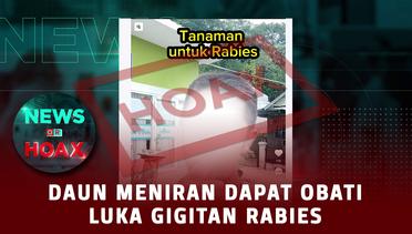 Daun Meniran Dapat Sembuhkan Rabies | NEWS OR HOAX