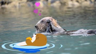 Ep 05 - Sea Otter Holding a Clam