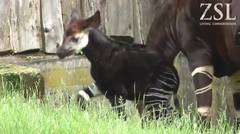 Baby Okapi 