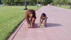 Orangutan Gaul Banget