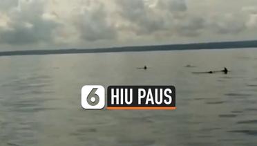 Hiu Paus dan Lumba-Lumba Hidung Botol Muncul di Ujung Kulon