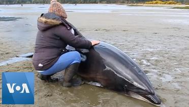 Stranded Dolphins Rescued in Chile