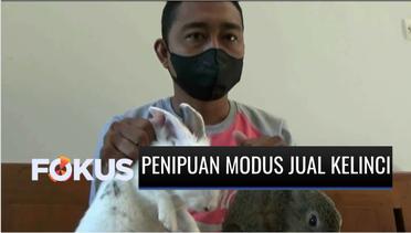 Pria di Tuban Raup Untung Rp1 Miliar dari Hasil Menipu dengan Modus Jual Beli Kelinci di Meida Sosial | Fokus